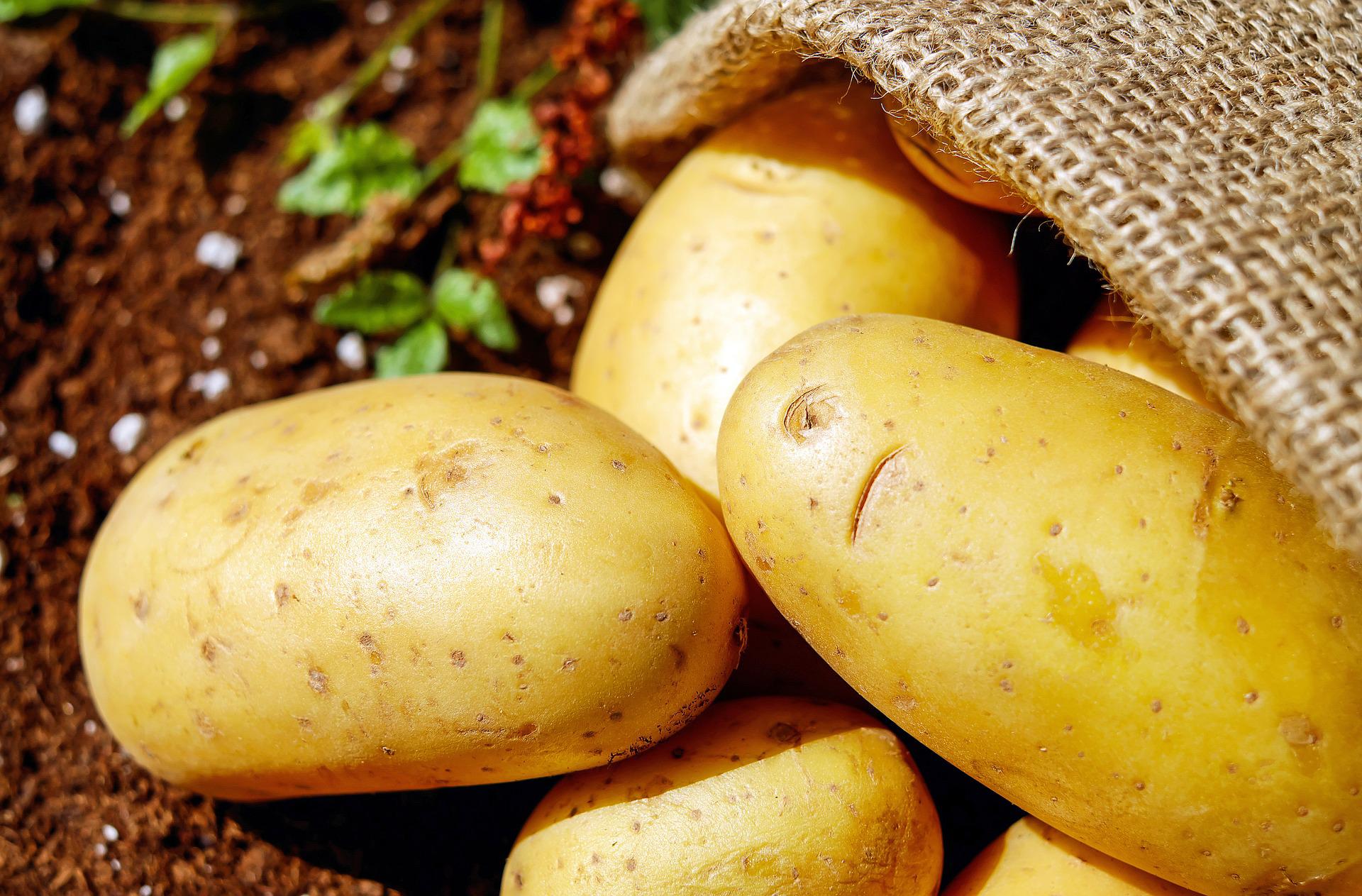 Картофель и экономика: что выгоднее, покупать или сажать